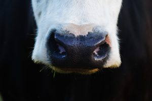 mule på en ko, god vattenkvalitet säkras genom rätt rengöring av vattenkopp