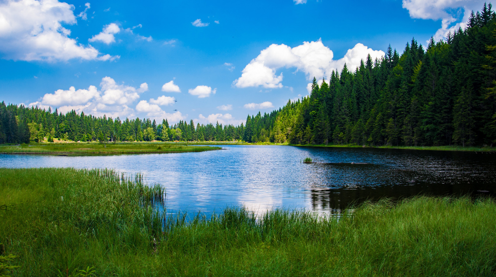 Vackert landskap i Sverige, skog och sjö